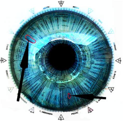 They can be used to illustrate an entire system or a specific body part or condition. iridology chart left eye | iriscope | iridology camera | iriscope camera |iridology chart ...