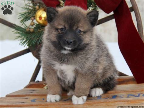 Beautiful f2b perfect husky marking pomsky puppies for sale, really stunning as you can see from the pics we are sharon & mark bartlett we are lucky enough to own a beautiful 10 acre family run fully licensed specialist. Roma, Pomsky puppy for sale in Gap, Pa | Puppies, Pomsky ...