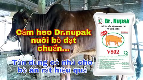Cám heo Dr nupak v802 nuôi bò đạt chuẩn Tận dụng cỏ ruộng cho bò ăn