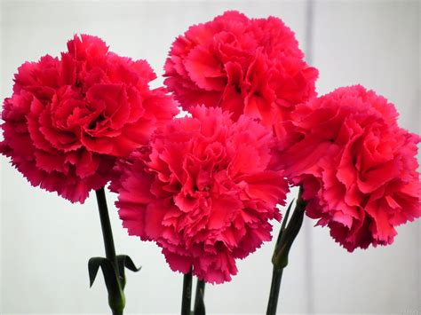 Carnation Flower Wallpapers Top Free Carnation Flower Backgrounds