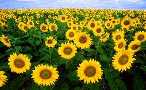 I colori, le forme ed i profumi che contraddistinguono i fiori li rendono unici ed amati da moltissime persone. Foto di fiori - Educazione Ambientale a Scuola