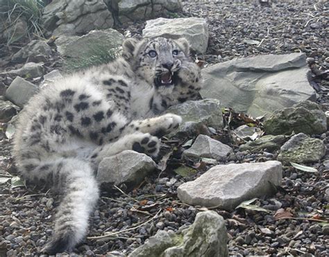 Snow Leopard Cub Lakeland Wildlife Oasis Near Milnthorpe Flickr