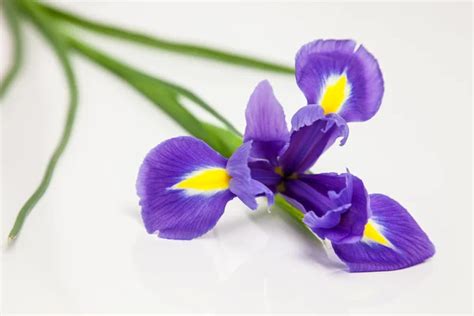 Beautiful Dark Purple Iris Flower Isolated On White Background — Stock