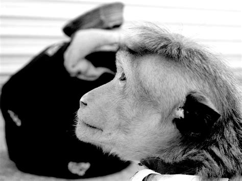 Monkey Buisness Kahdevi Flickr