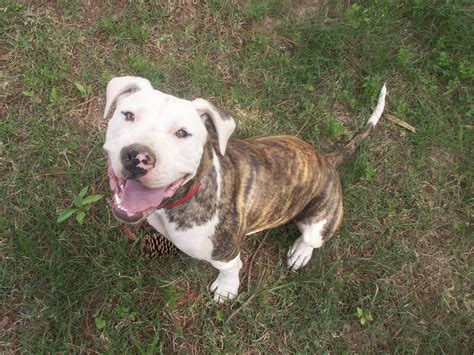 Brindle American Bulldog Photo And Wallpaper Beautiful Brindle