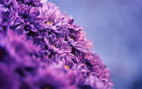 Filter Nature Flowers Macro Purple Flowers Wallpapers Hd Desktop