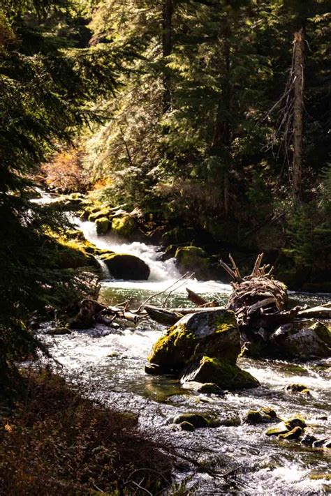 Guide To Umpqua National Forest Waterfall Hikes And Hot Springs