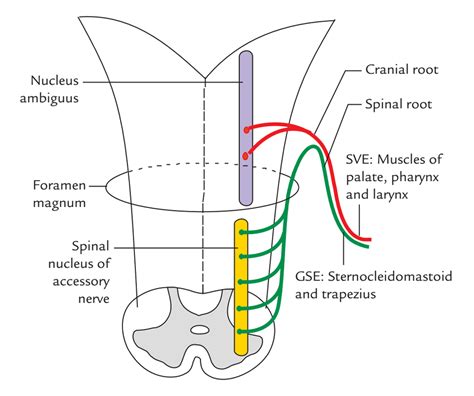 Accessory Nerve Earths Lab