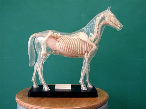 Horse tutorial skeleton | Horse skeleton, Horses, Skeletal horse