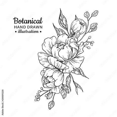 Vintage Flower Bouquet Vector Drawing Peony Rose Leaves And Stock