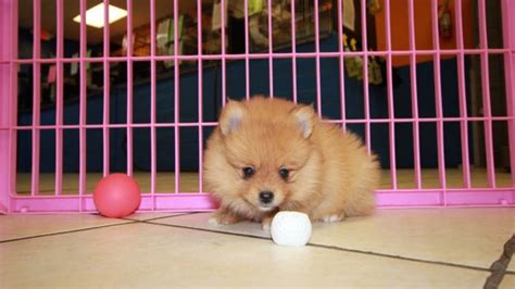 Pomeranian puppies for sale in queens… hello, we have several litters of pomeranian & pomapoo puppies for sale in flushing, bayside, queens ny, new york available now & the rest of 2017. Cute Red, Pomeranian Puppies For Sale In Ga at - Puppies ...