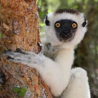 Image result for lemur