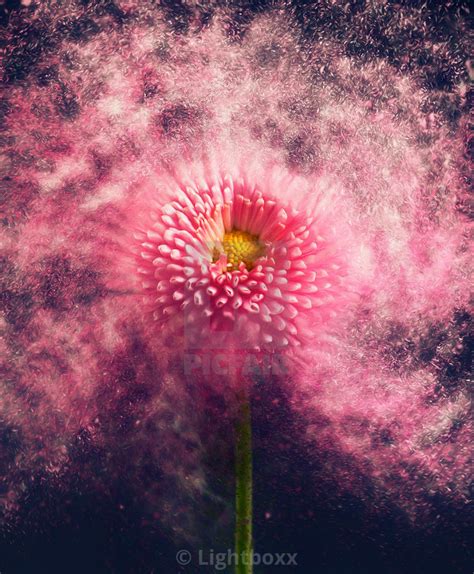 Flower Exploding Digital Painting Painting Flowers