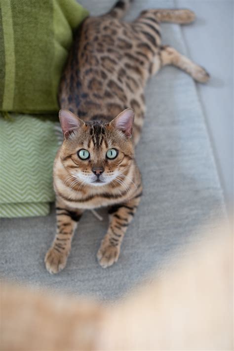 Rasseportrait Bengalkatze
