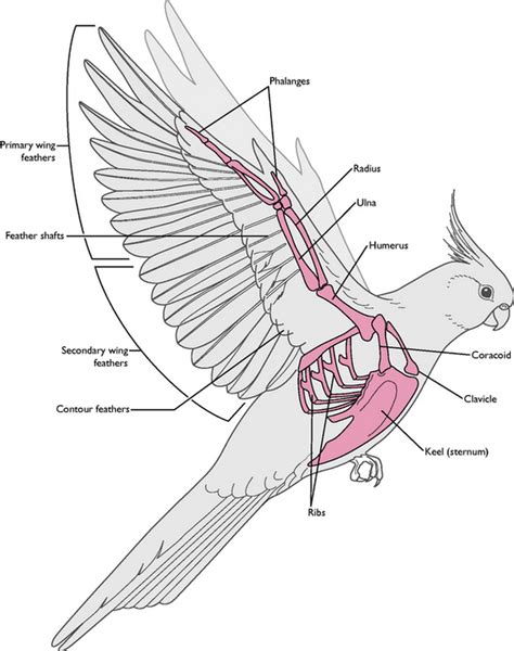 Bird Bone Anatomy Diagram