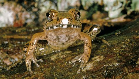 20 New Frog Species With Gurgling Stomach Calls Discovered In