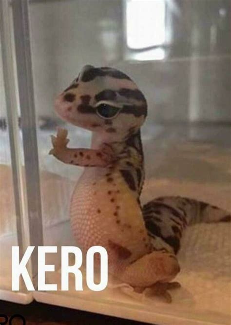 Check spelling or type a new query. 70 memes que você precisa ter para mandar para o crush ...