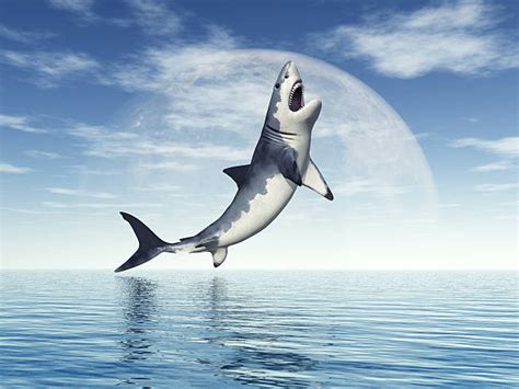 Shark Jumping Stock Photos Pictures And Royalty Free Images Istock