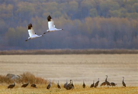 Saskatoon Custom Bird Tours Tourism Saskatchewan