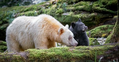 Help Protect Spirit Bears Raincoast