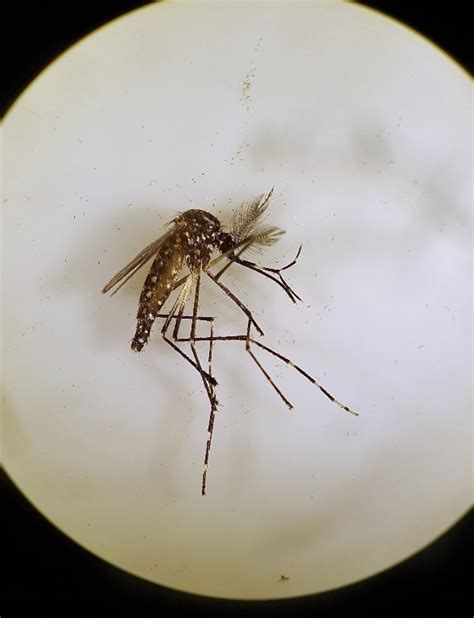 Sterilized Mosquito Trial Slashes Dengue Spreading Population In An
