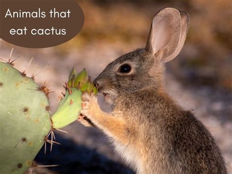 Amazing What Animals Eat Cactus In The Year 2023 The Ultimate Guide
