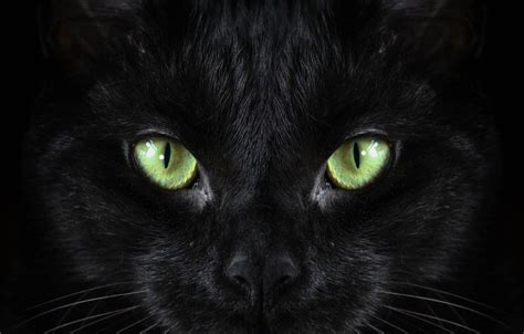 Black Kittens With Green Eyes Wallpapers Wallpaper Cave
