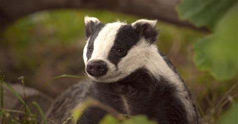 Englands £100m Badger Cull Extensions Condemned