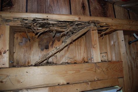 What Termite Damage Lookslike Us Pest Control Services Of Middle Tn