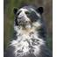 Spectacled Bear  CRITTERFACTS