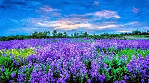 Beautiful Lavender Scenery Flower Field Purple Flowers Wallpaper
