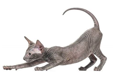 The Peterbald Cat — 11 Facts You Need To Know About This Breed