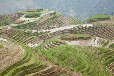 China Guangxi Longsheng Dragon S Backbone Rice Terraces Digital Art By Peter Rosa Pixels
