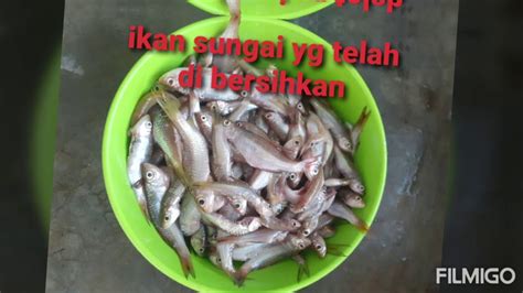 Untuk ikan cupang burayak atau ikan cupang kecil. resipi cara buat jaruk ikan pangi - YouTube