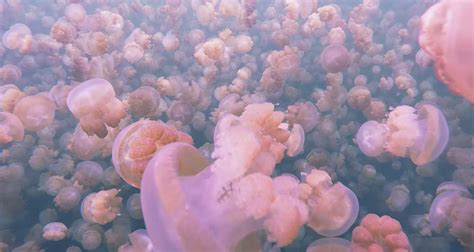 Mesmerizing Swim Through Millions Of Jellyfish Gearjunkie