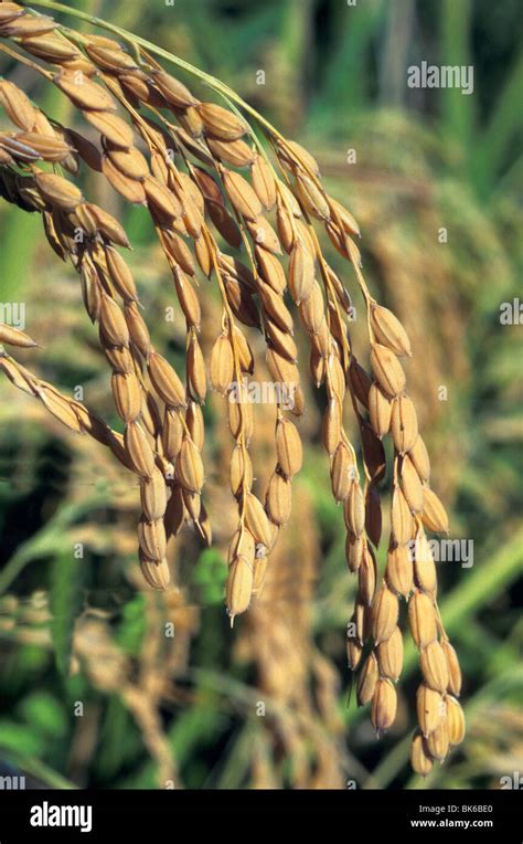 Close Up Rice Field Grains California Stock Photo Alamy