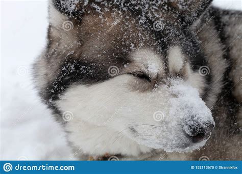 Dog Breed Alaskan Malamute On A Snow Stock Photo Image Of Alaskan