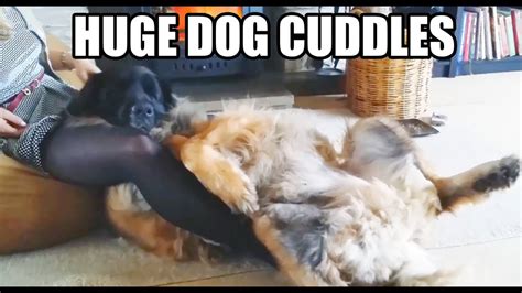 Logan The Huge Dog Loving Cuddles By The Fire Youtube