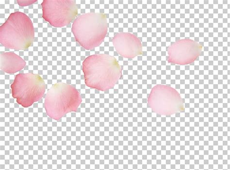 Cherry Blossom Petal Pink Red Png Clipart Cherry Cherry Blossoms