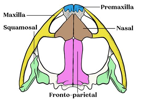 Skeletal System Of A Frog Ventral View