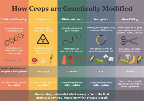 Infographic Are Genetically Engineered Crops Less Safe Than