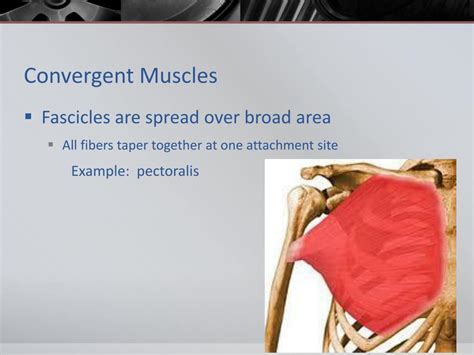 Ppt The Muscular System Powerpoint Presentation Free Download Id