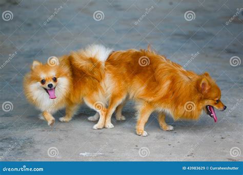 Male And Female Pomeranian Dog Mating Mating Of Pet Stock Image