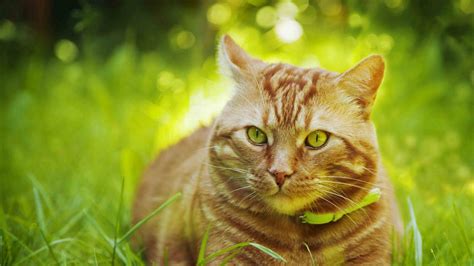Download Cute Cat Hd Grass Wallpaper