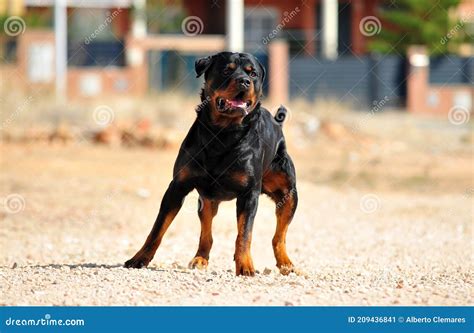 A Strong Rottweiler Dog In The Field Stock Image Image Of Pedigree