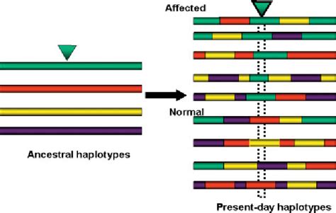 Figure 1 From Genetics And Population Analysis Haplotype Based Linkage