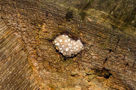 Red Belt Conk Fungus Fomitopsis Pinicola Stock Image Image Of