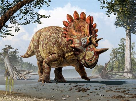 Dinosaur Fossil Is From A Close Relative Of Triceratops The New York
