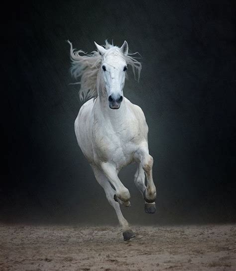Portuguese White Lusitano Horse By Christiana Stawski Horses