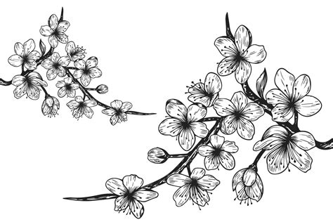 Cherry Blossom Black And White Drawing